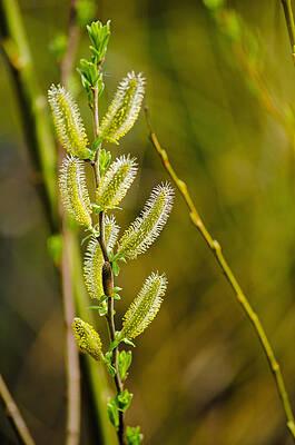 Wall Art - Photograph - Spiky Green Plant by Tikvah's Hope