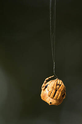 Wall Art - Photograph - Spin a web by SAURAVphoto Online Store
