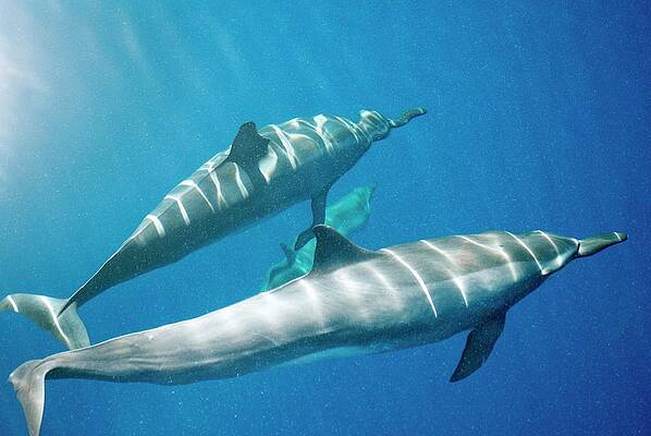 Wall Art - Photograph - Spinner Dolphins by Christopher Swann/science Photo Library