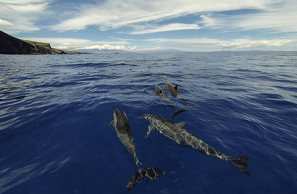 Wall Art - Photograph - Spinner Dolphins of Lanai by Brad Scott