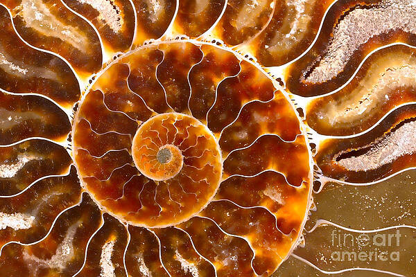 Spiral Center Of An Ammonite Fossil by Mimi Ditchie Spiral Center Of An Ammonite Fossil by Mimi Ditchie