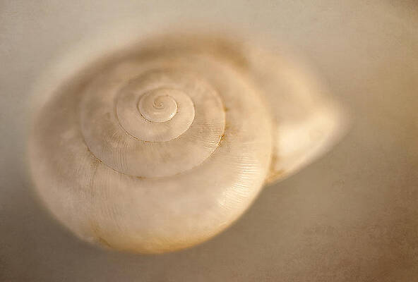 Wall Art - Photograph - Spiral Shell 2 by Scott Norris
