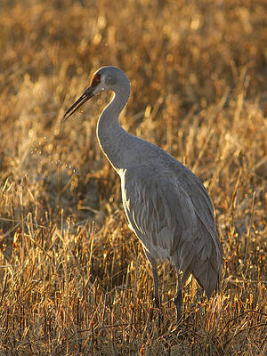 Wall Art - Photograph - Spitting Sandhill Crane by Jean Noren