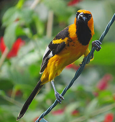 Wall Art - Photograph - Spot Breasted Oriole by Dart Humeston