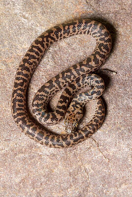 Wall Art - Photograph - Spotted Python Antaresia Maculosa Top by David Kenny