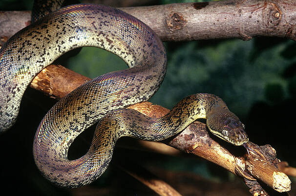 Wall Art - Photograph - Spotted Python by John Mitchell