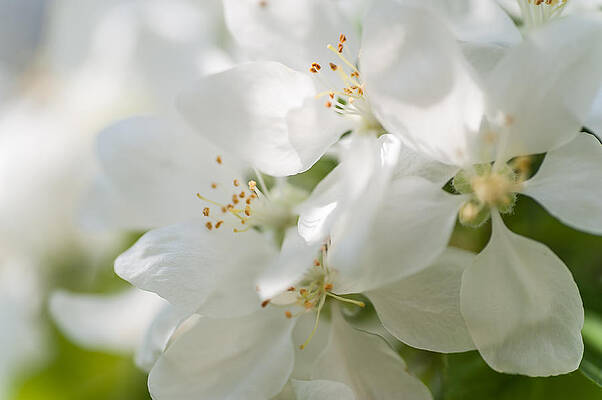 Wall Art - Photograph - Spring AppleTree Blossom. Like a Bride by Jenny Rainbow