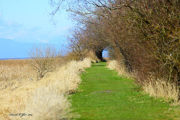 Spring At Bird Island by David X Zhu