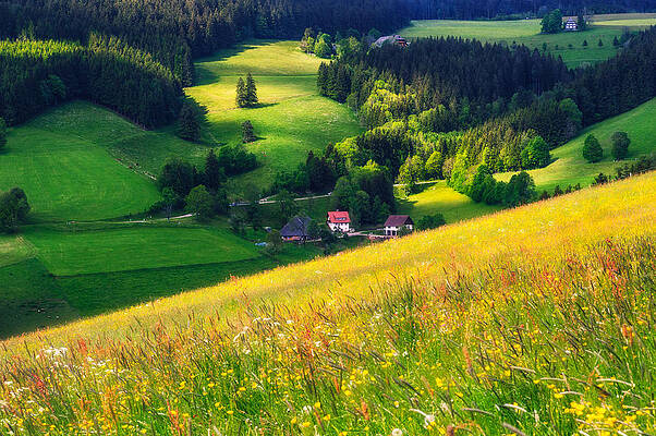 Spring at Black Forest by Shuwen Wu Spring at Black Forest by Shuwen Wu