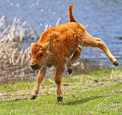 Wall Art - Photograph - Spring by Bill Singleton