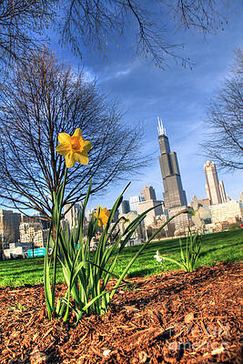  Photograph - Spring Bloom by Steven K Sembach 
