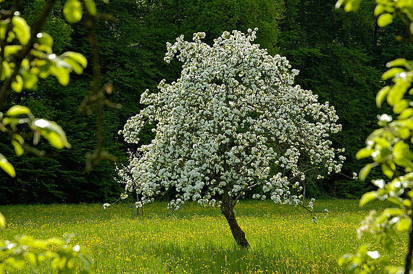 Wall Art - Photograph - Spring - blooming apple tree and green meadow by Matthias Hauser
