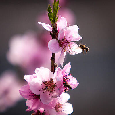 Wall Art - Photograph - Spring Blooms and Bees by Rob Narwid