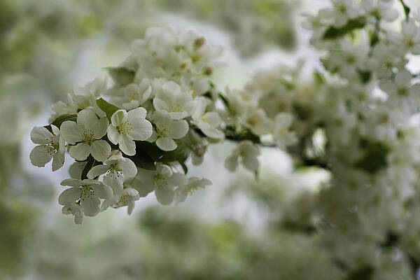 Spring Bloosom by Sebastian Musial Spring Bloosom by Sebastian Musial