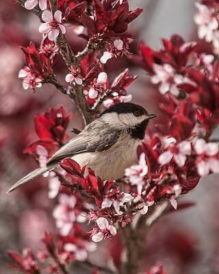 Spring Blossom Chickadee by Lara Ellis Spring Blossom Chickadee by Lara Ellis