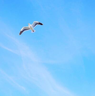 Wall Art - Photograph - Spring Break by Juj Winn