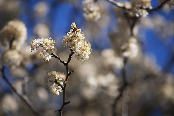 Spring Buds by Barry Benton Spring Buds by Barry Benton