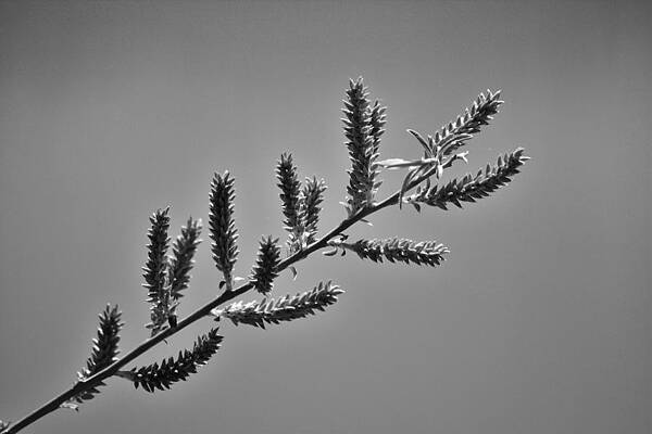 Spring buds by Lisa Kane Spring buds by Lisa Kane