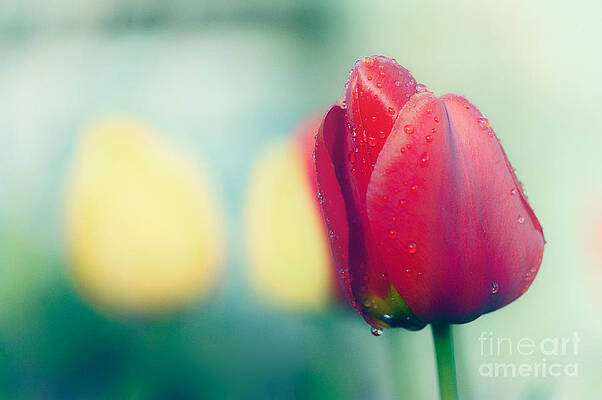 Spring Colour Print