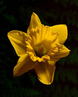 Wall Art - Photograph - Spring Daffodil  by Dave Sandt