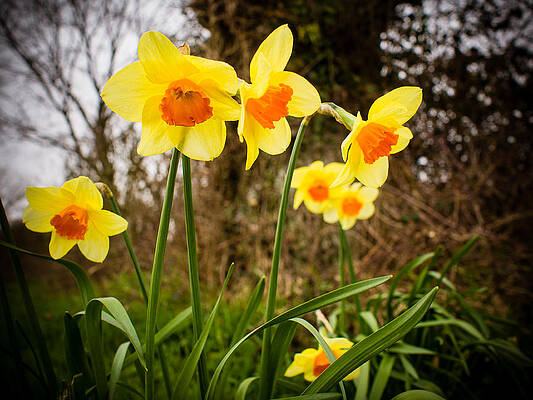 Wall Art - Photograph - Spring Daffodils 2 by Mark Llewellyn
