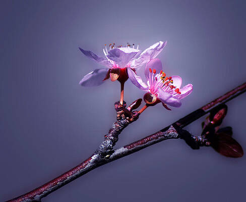 Spring Delight by Camille Lopez Spring Delight by Camille Lopez