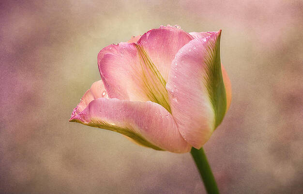 Wall Art - Photograph - Spring Dreams by Mary Jo Allen