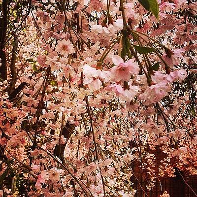 Wall Art - Photograph - Spring! Finally by Derek Kaplan