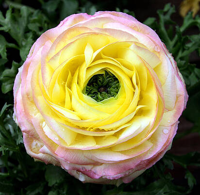 Wall Art - Photograph - Spring Flower 3 by Bob Slitzan