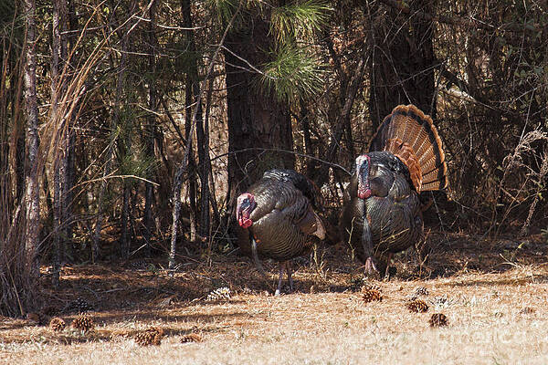Wall Art - Photograph - Spring Gobblers by Ronald Lutz