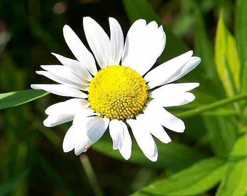 Spring has Arrived by Jeff Empie