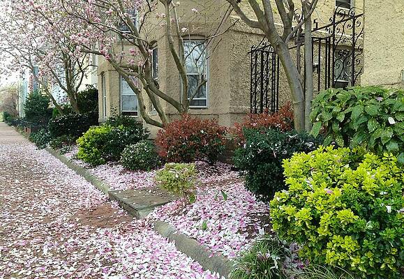 Spring in Capitol Hill by Lois Ivancin Tavaf Spring in Capitol Hill by Lois Ivancin Tavaf