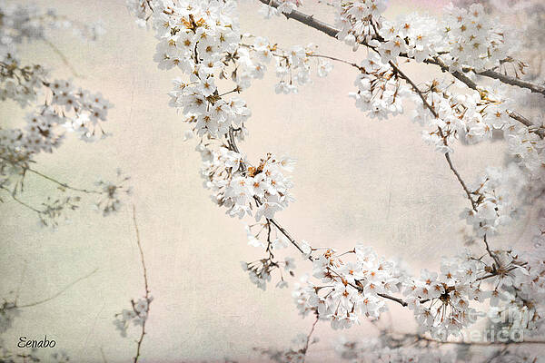 Spring in the City by Eena Bo Spring in the City by Eena Bo