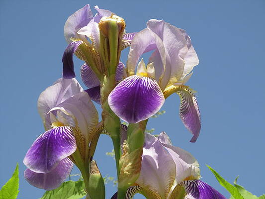 Wall Art - Photograph - Spring Iris With Blue by Alfred Ng