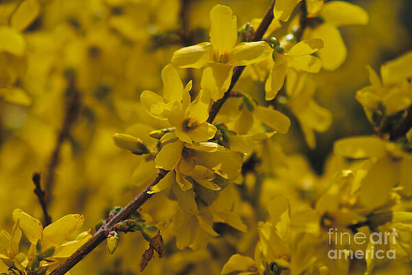 Spring Photograph - Spring Is Back by William Norton
