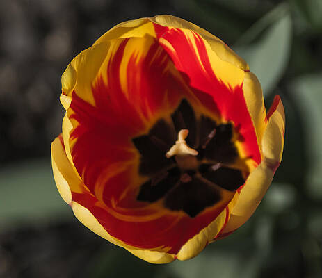 Wall Art - Photograph - Spring is here by Photographic Arts And Design Studio
