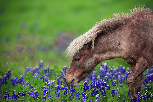 Wall Art - Photograph - Spring Is In The Air... by Michael Zheng