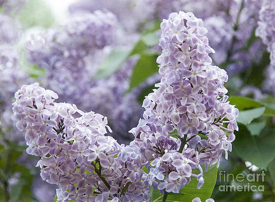 Spring Lilacs in Bloom by Juli Scalzi Spring Lilacs in Bloom by Juli Scalzi