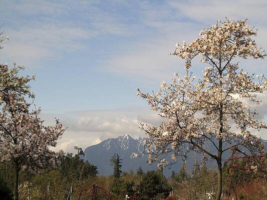 Wall Art - Photograph - Spring Magnolia With Mountain by Alfred Ng
