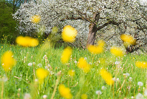 Wall Art - Photograph - Spring meadow with yellow flowers by Matthias Hauser