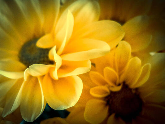 Spring Mums by Judy Hall-Folde Spring Mums by Judy Hall-Folde