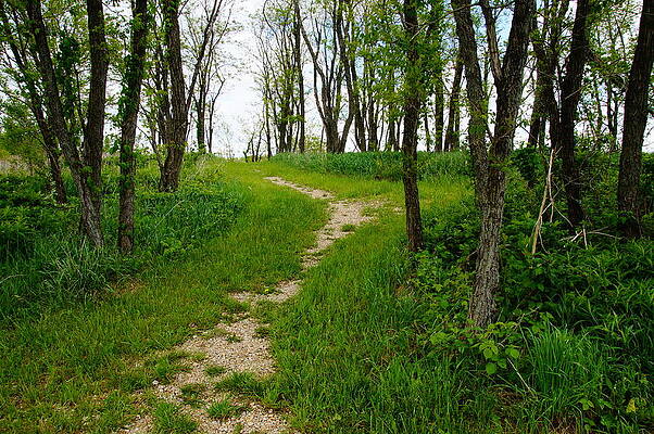 Wall Art - Photograph - Spring Path by Mike Murdock