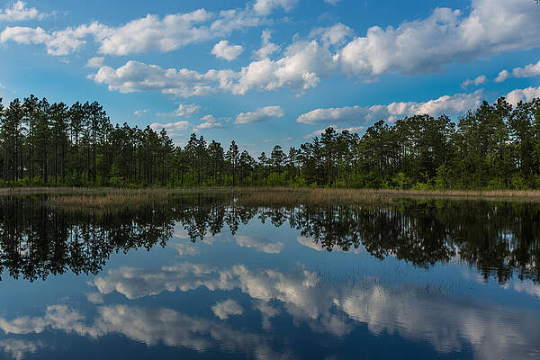 Spring Pond by Jim Neal Spring Pond by Jim Neal