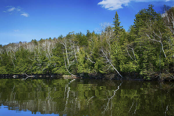 Wall Art - Photograph - Spring Reflections by Dan Hefle