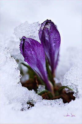 Spring Snow by Joan Davis Spring Snow by Joan Davis