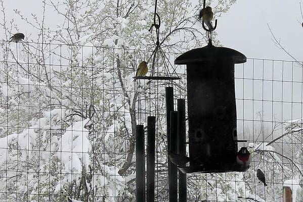 Spring Snow Storm by Margo Miller Spring Snow Storm by Margo Miller