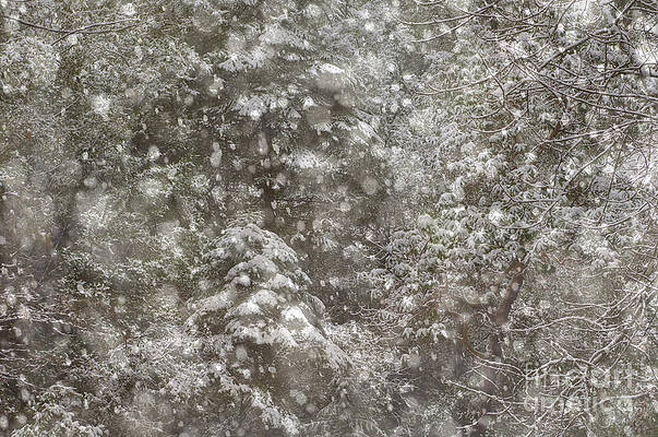 Wall Art - Photograph - Spring Snowfall In The Sierra Foothills by Ron Sanford