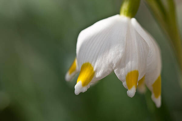 Wall Art - Photograph - Spring Snowflake by Andreas Levi