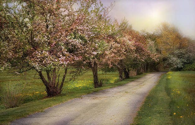Wall Art - Photograph - Spring Street by Robin-Lee Vieira