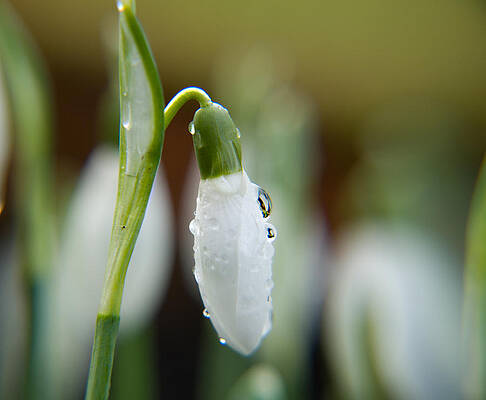  Photograph - Spring Tears by Dave Byrne